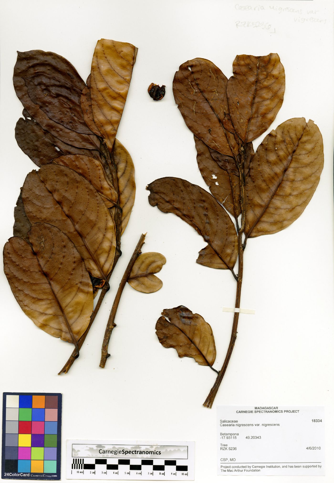 Casearia nigrescens image