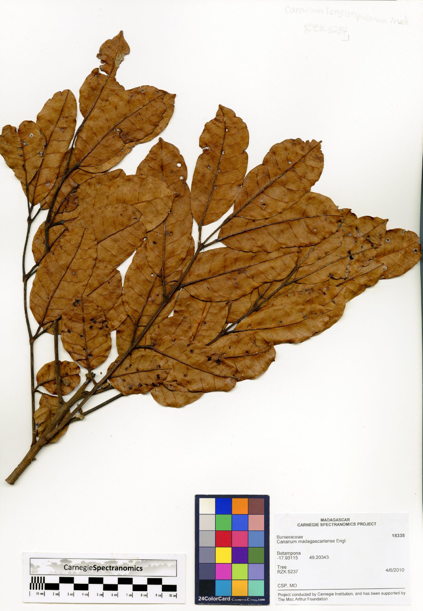 Canarium madagascariense image
