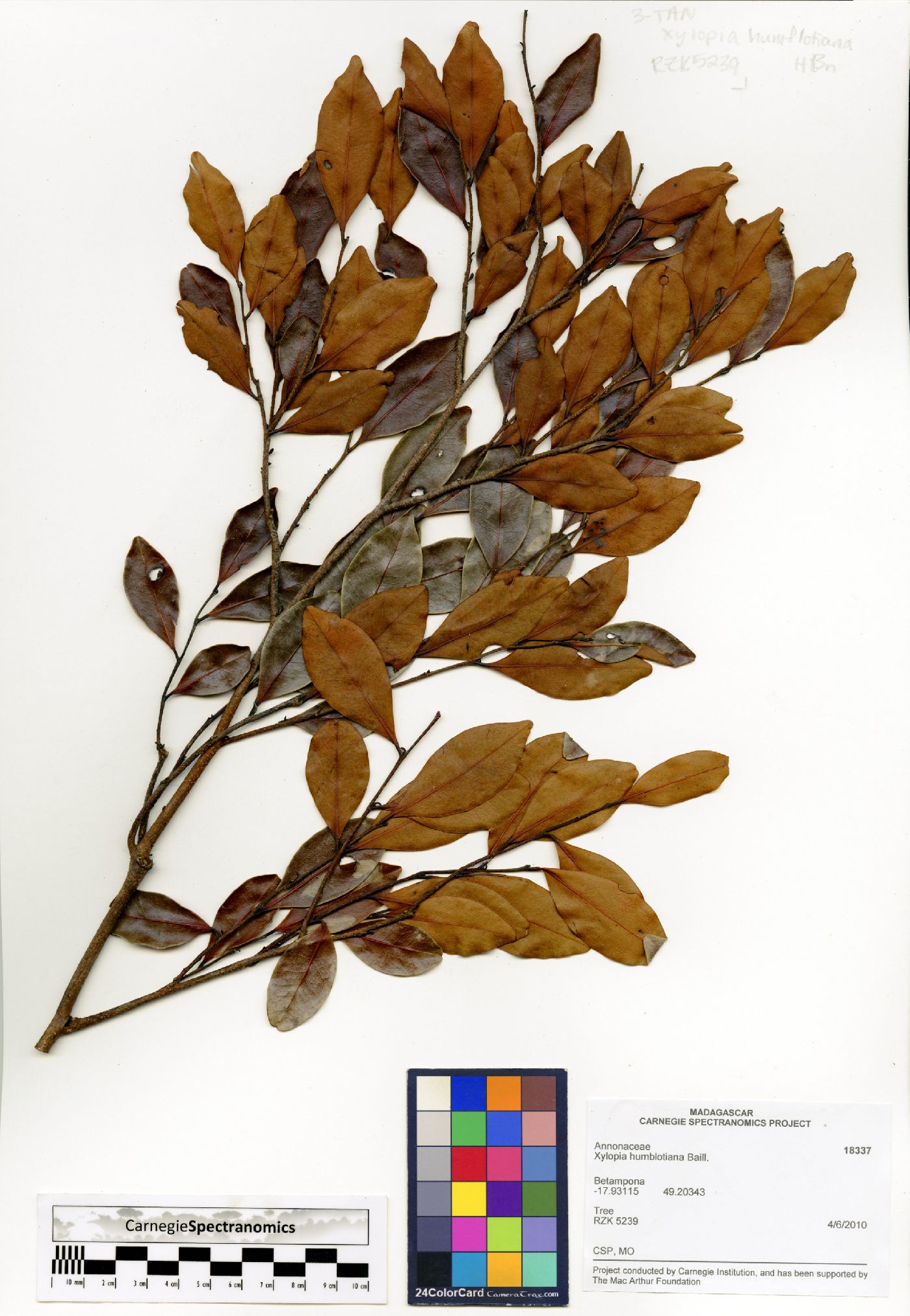 Xylopia humblotiana image