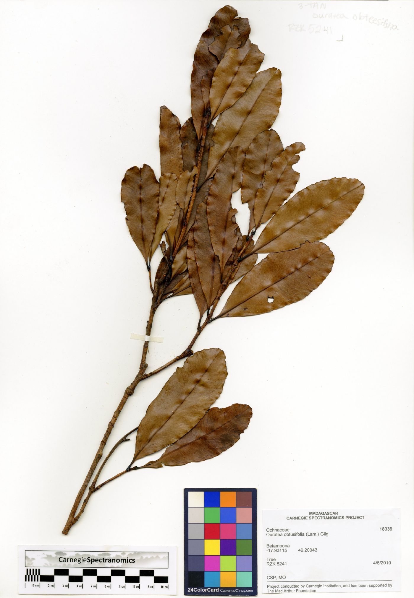 Gomphia obtusifolia image