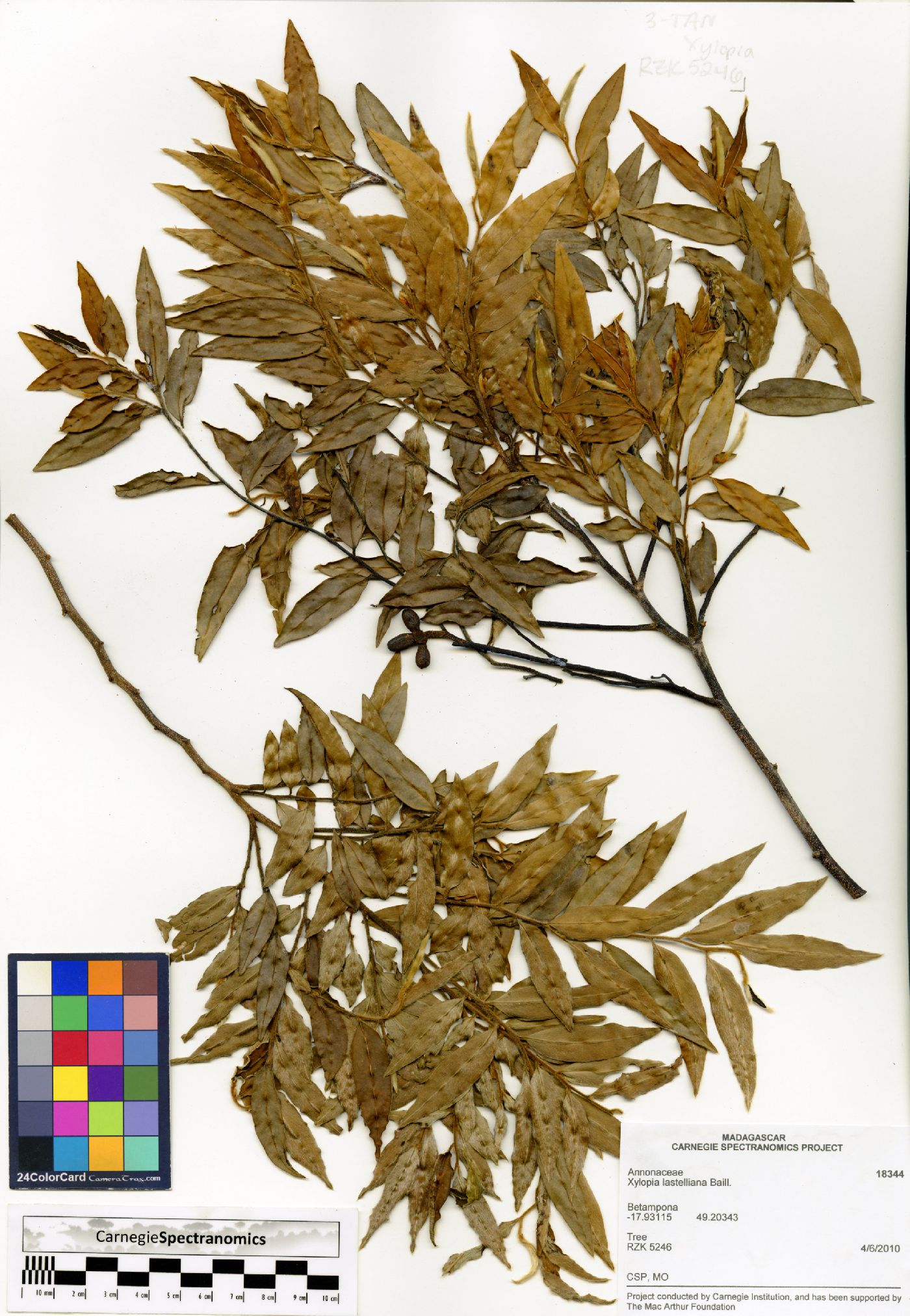 Xylopia lastelliana image
