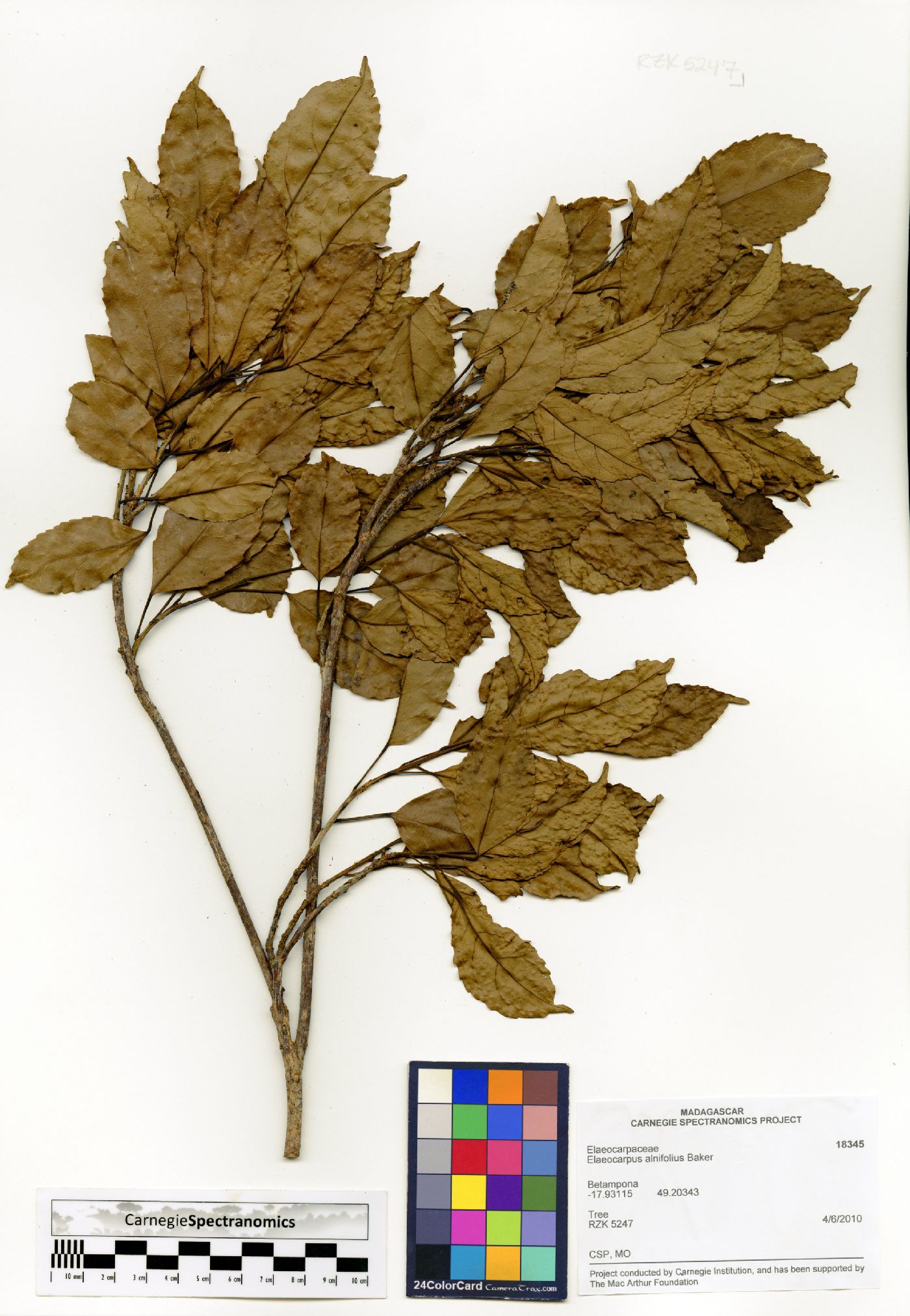 Elaeocarpus alnifolius image