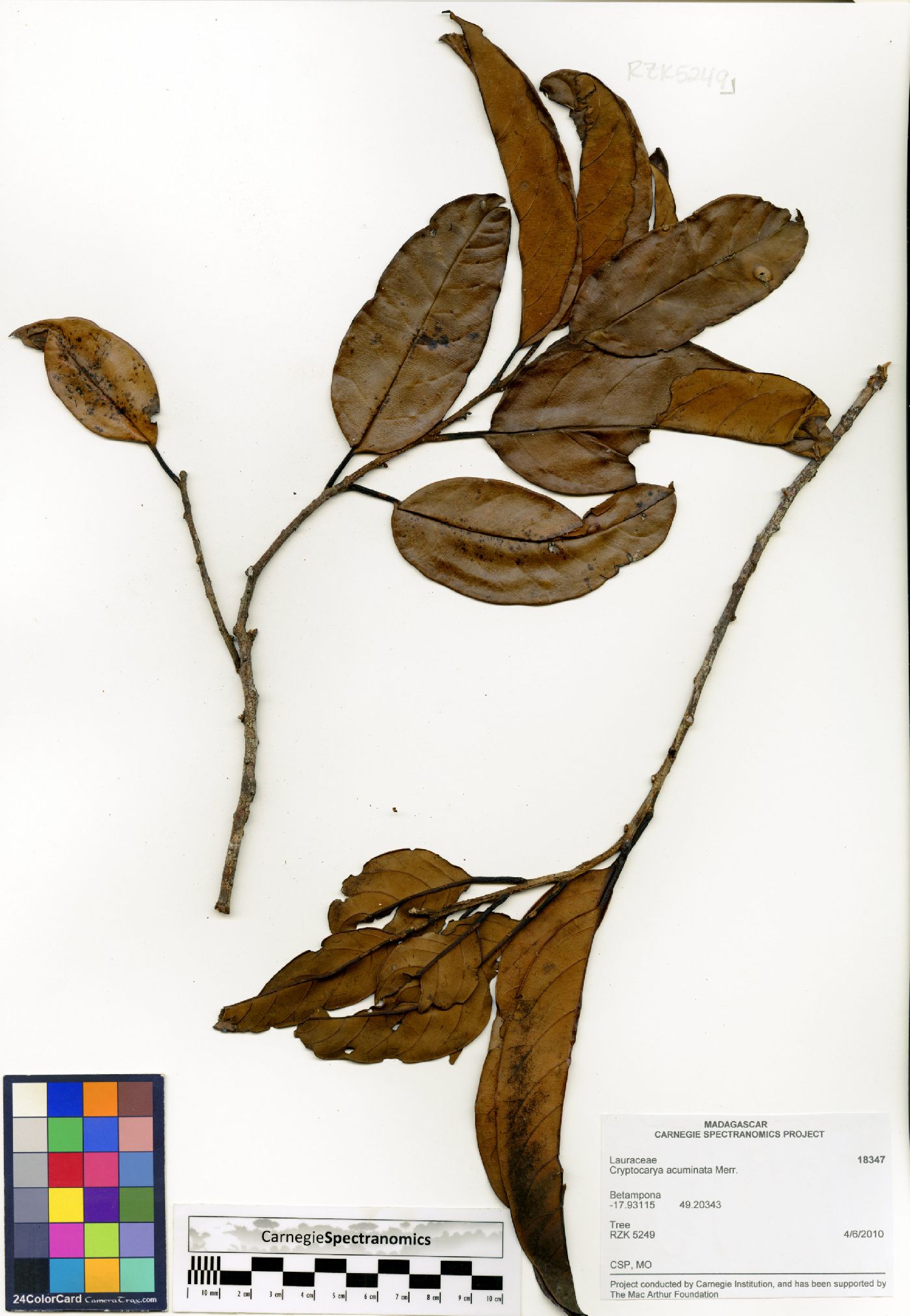Cryptocarya acuminata image