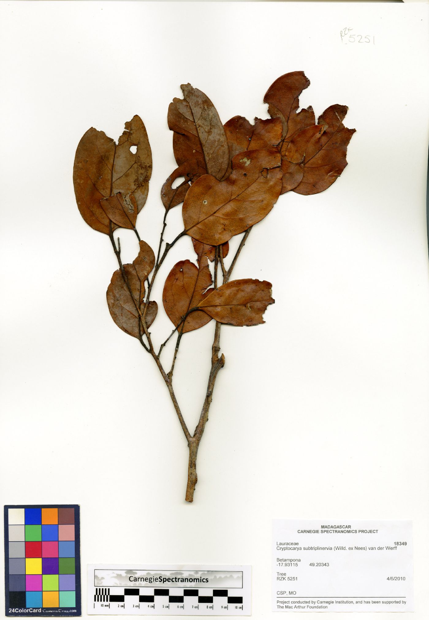 Cryptocarya subtriplinervia image