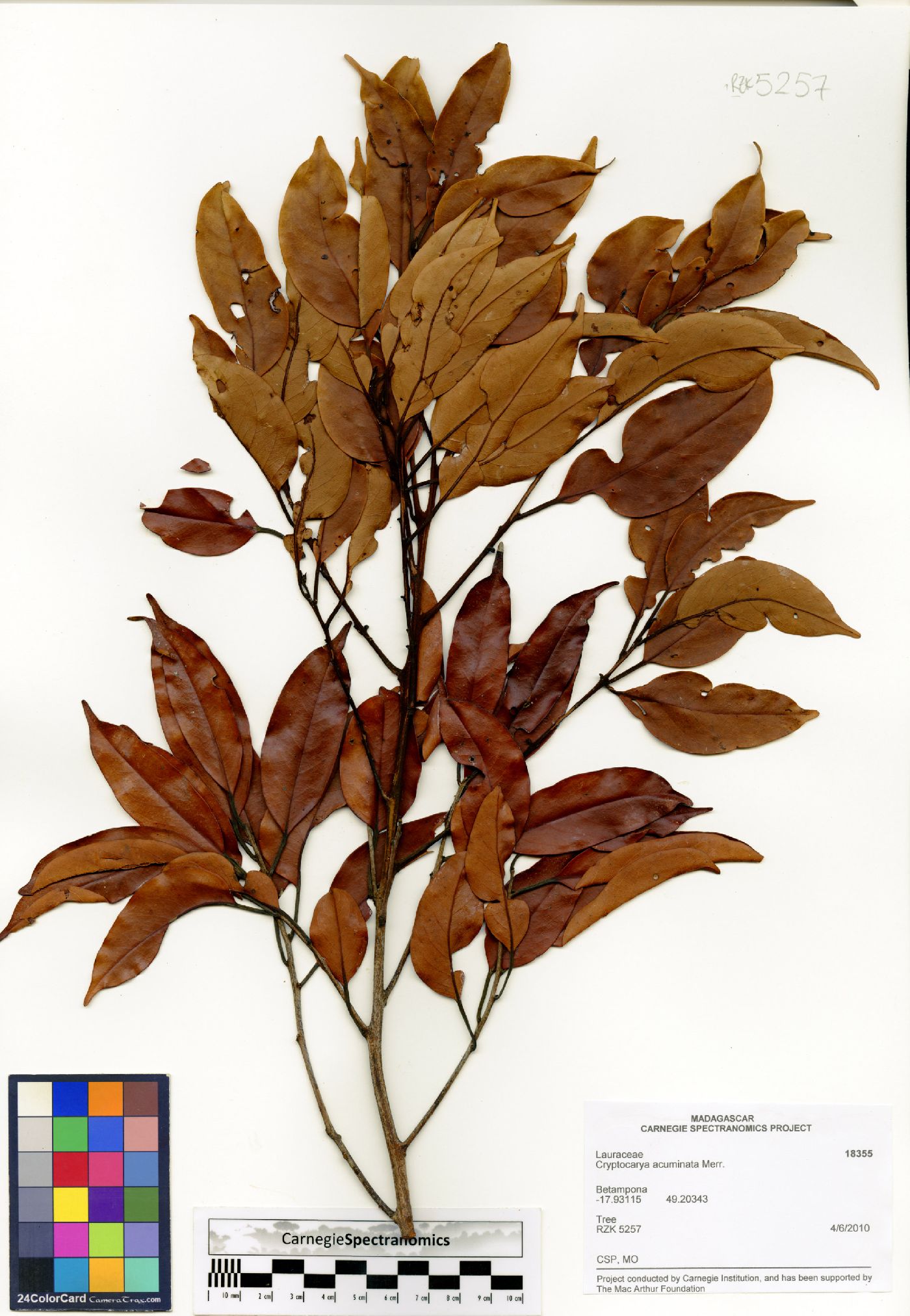 Cryptocarya acuminata image