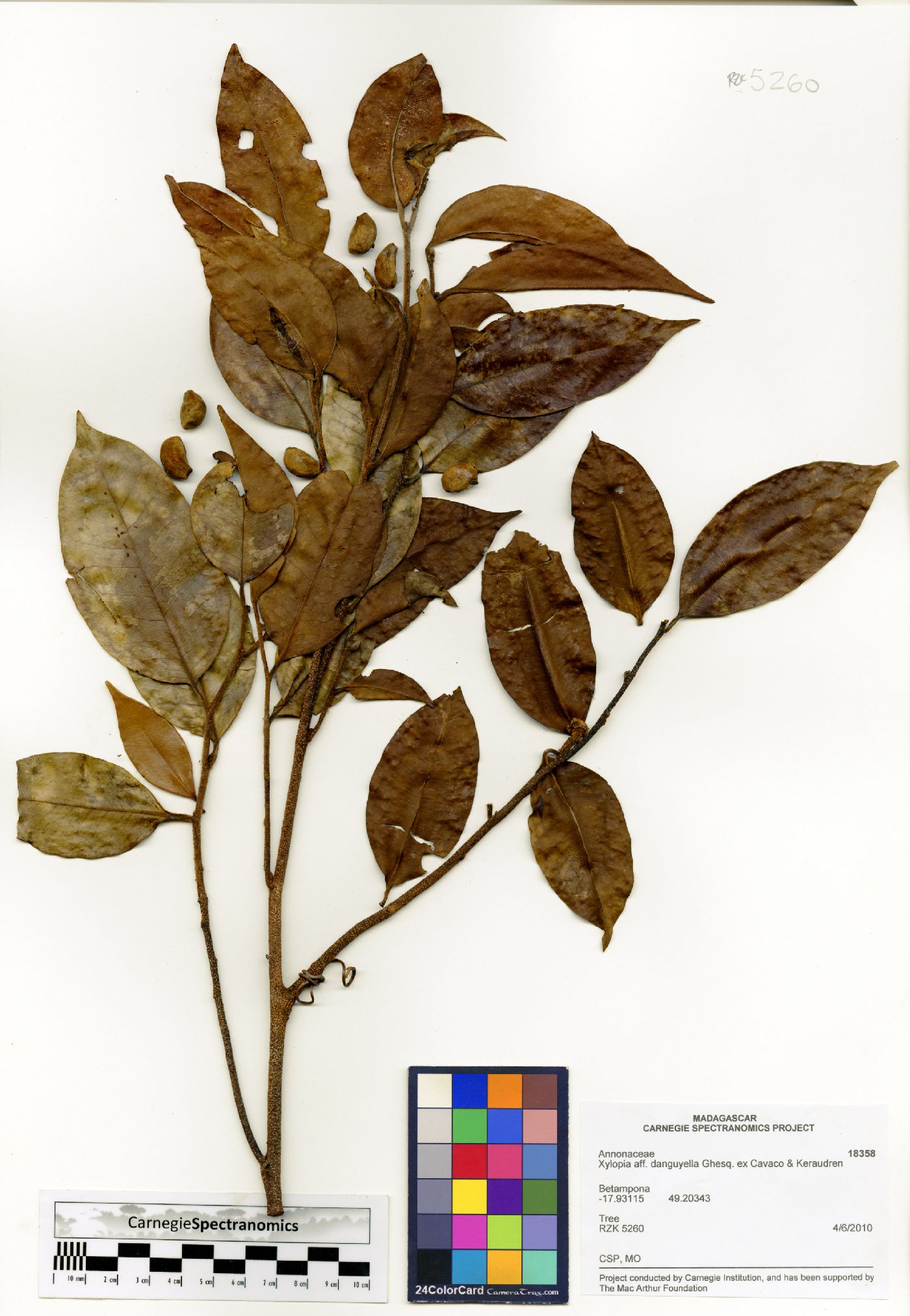 Xylopia danguyella image