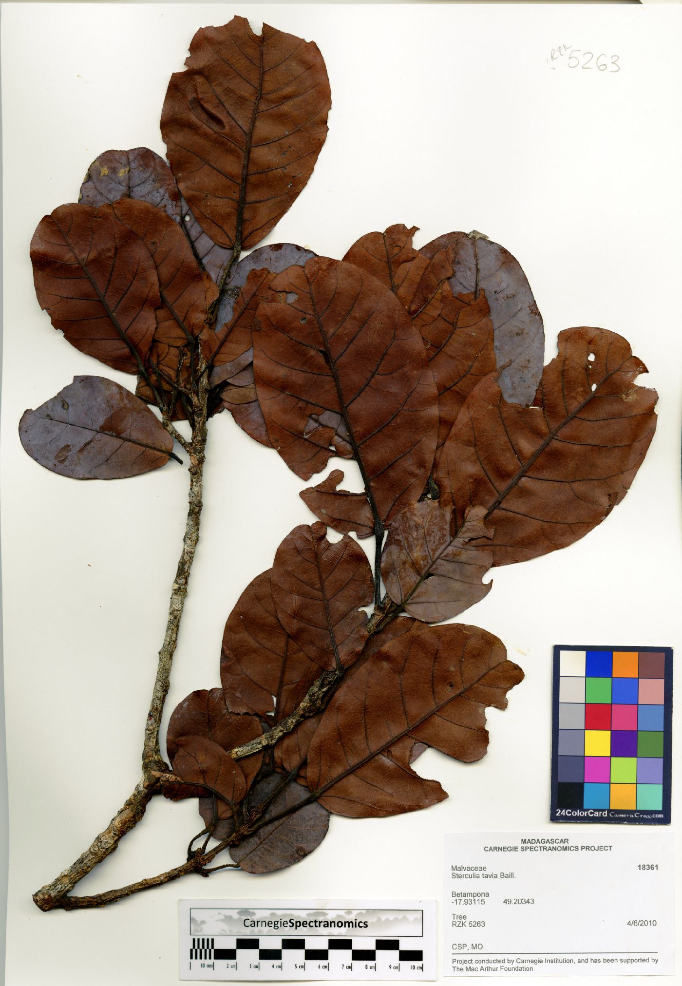Sterculia tavia image