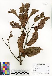 Schizolaena cauliflora image