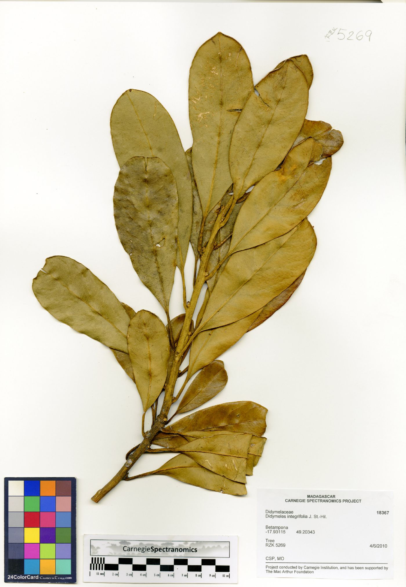 Didymeles integrifolia image