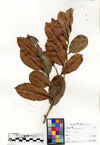 Anthostema madagascariense image
