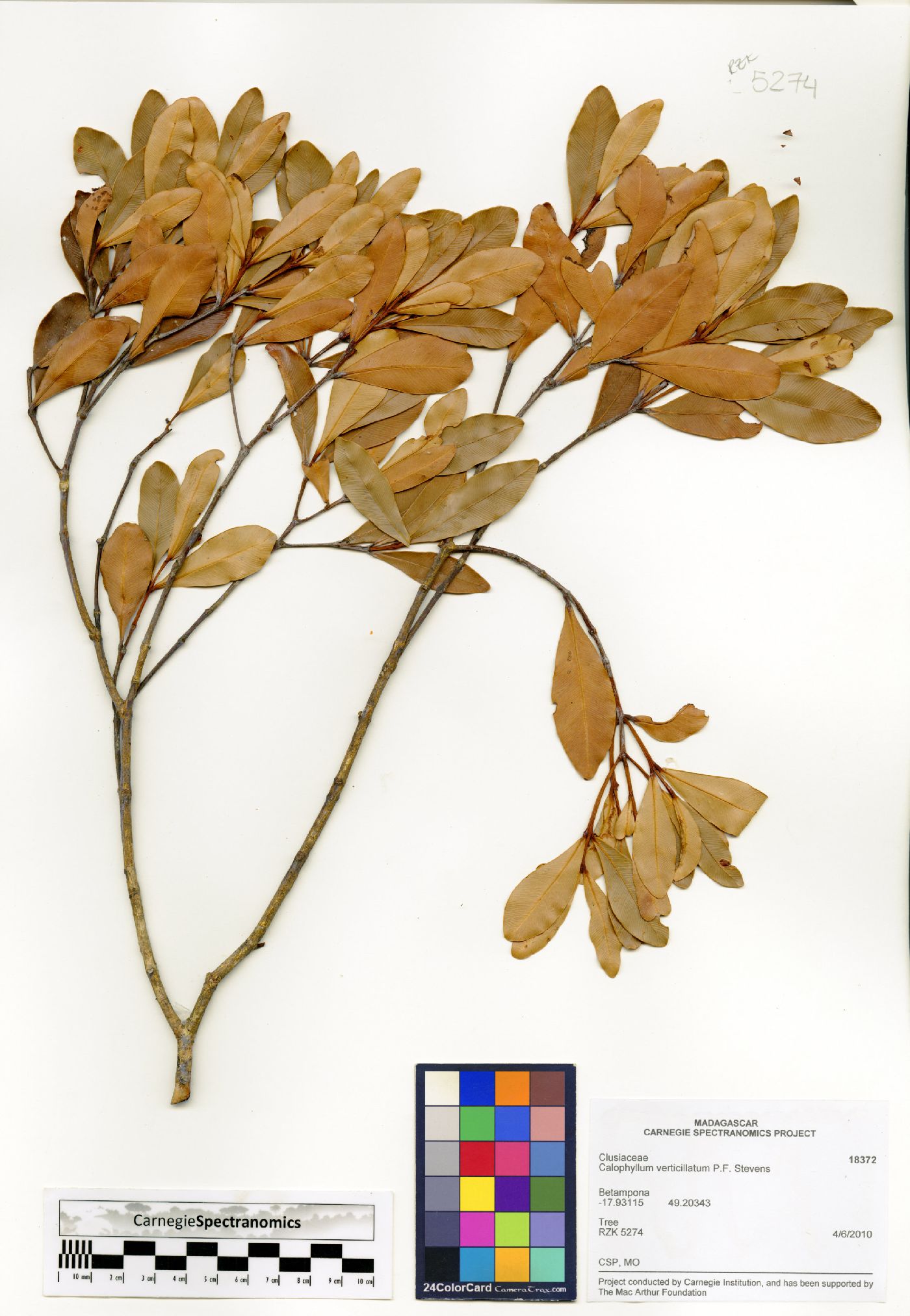 Calophyllum verticillatum image