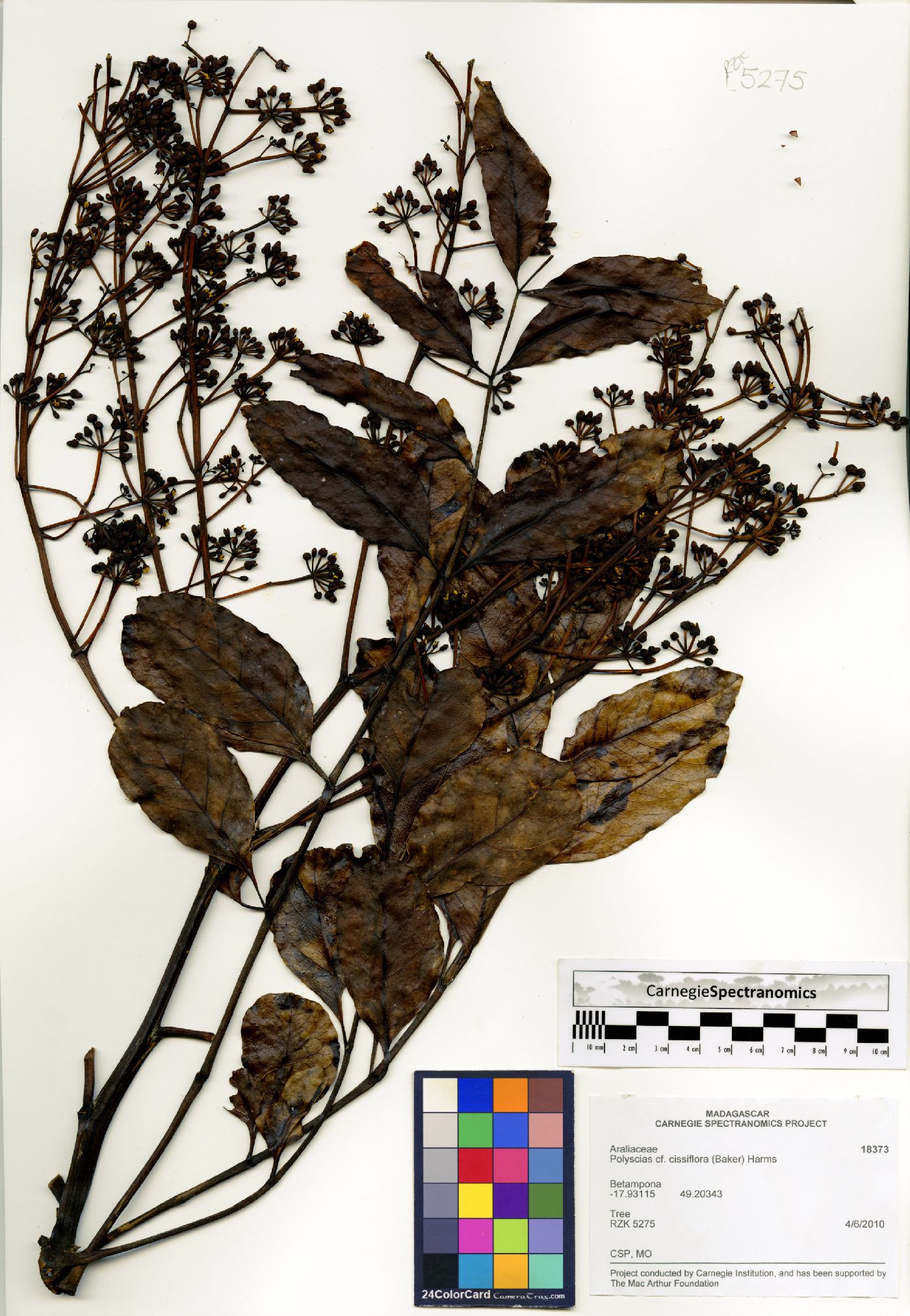Polyscias cissiflora image