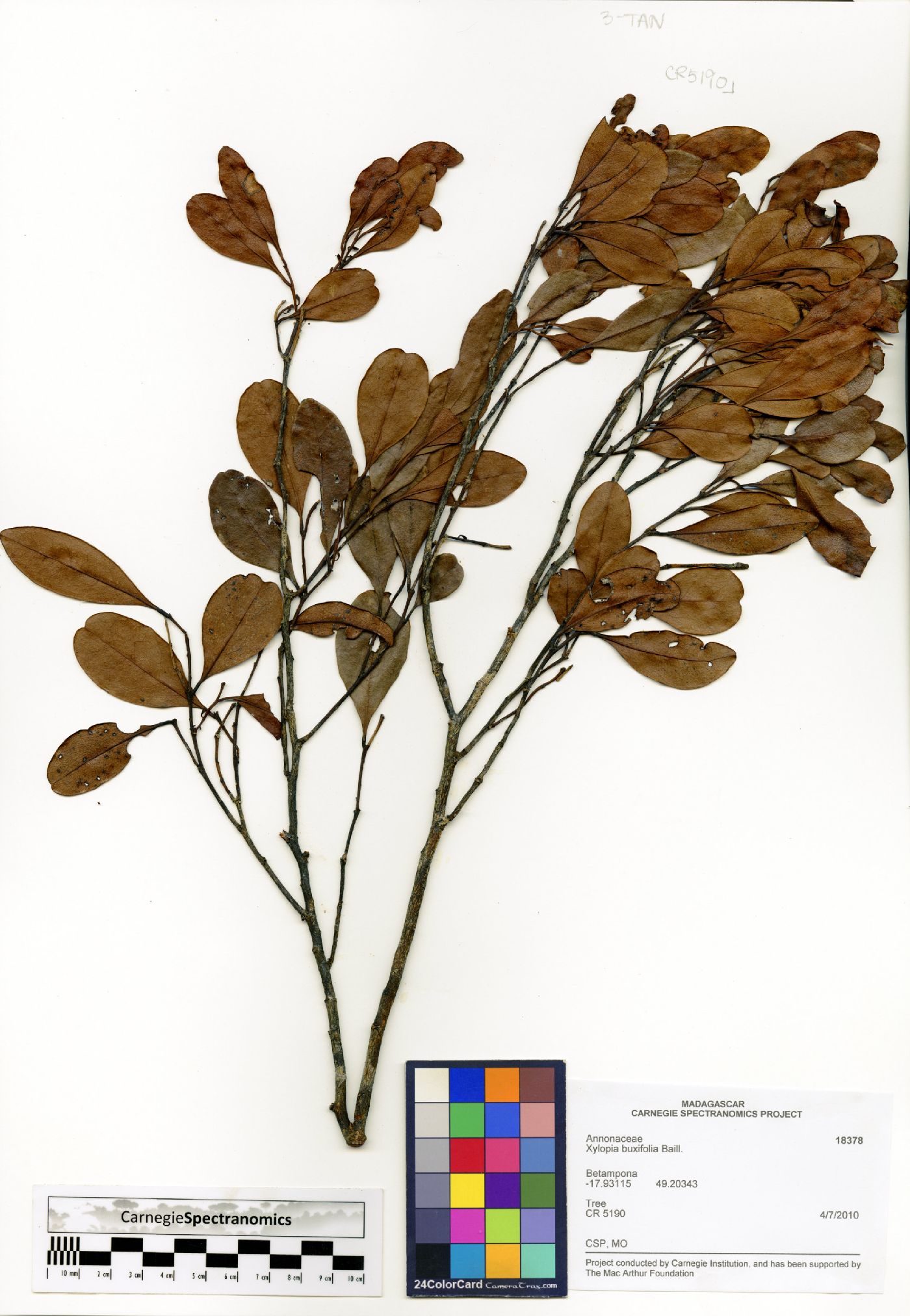 Xylopia buxifolia image