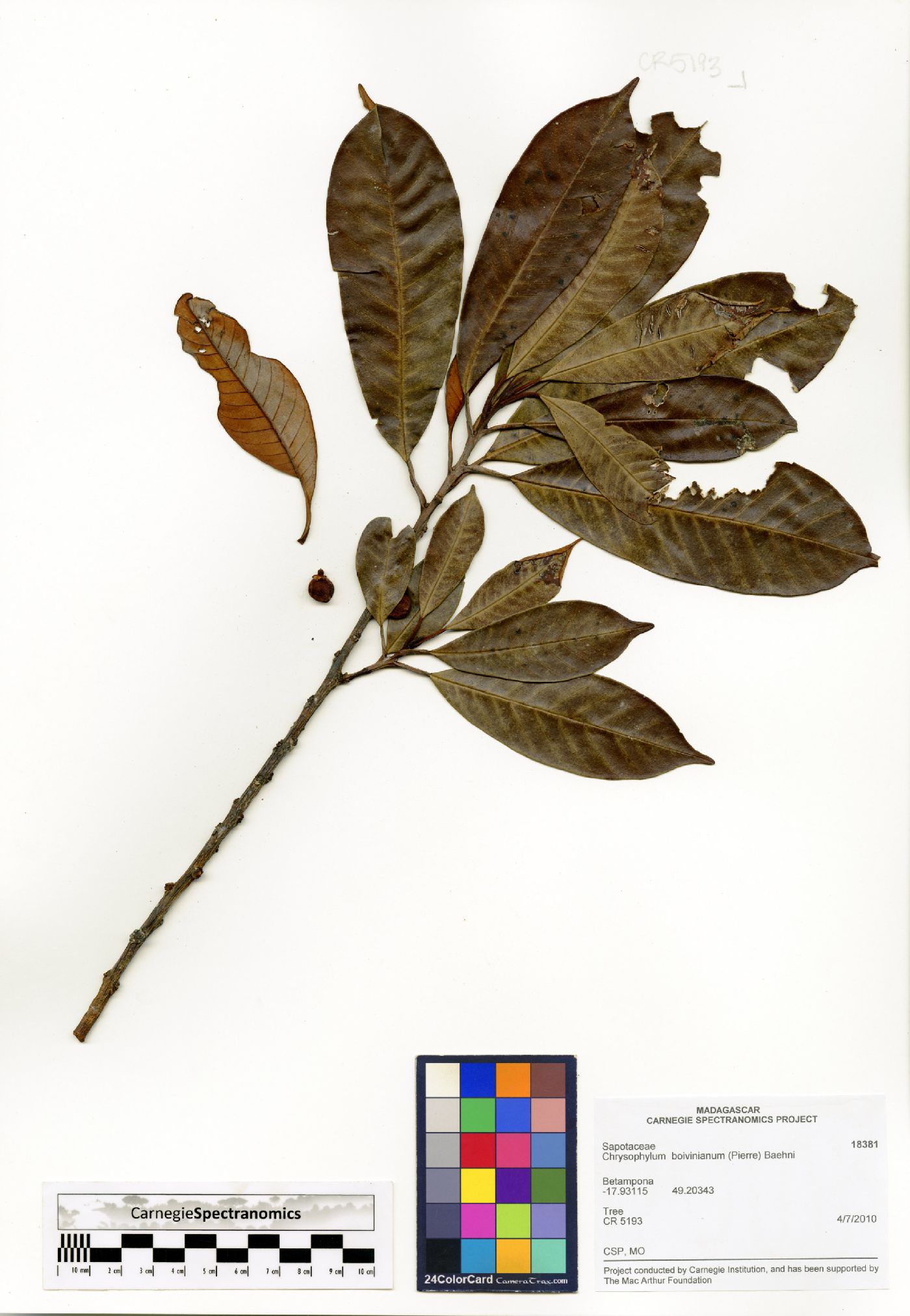 Chrysophyllum boivinianum image