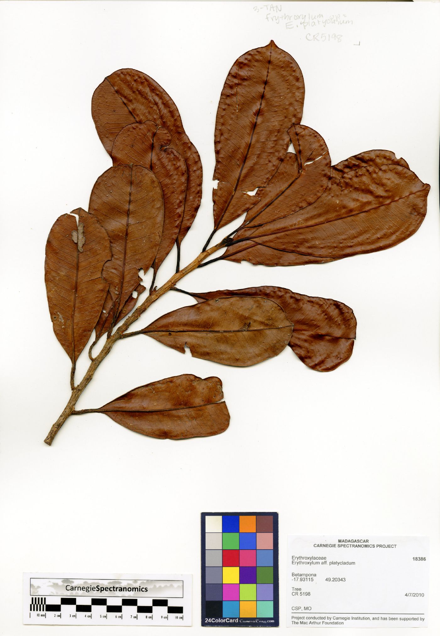 Erythroxylum platyclados image
