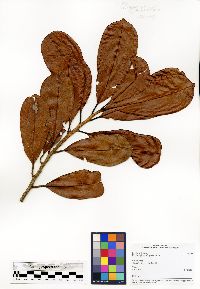 Image of Erythroxylum platyclados