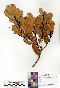 Media resource of Cryptocarya ovalifolia