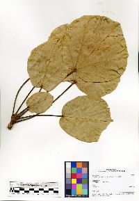 Image of Hildegardia erythrosiphon