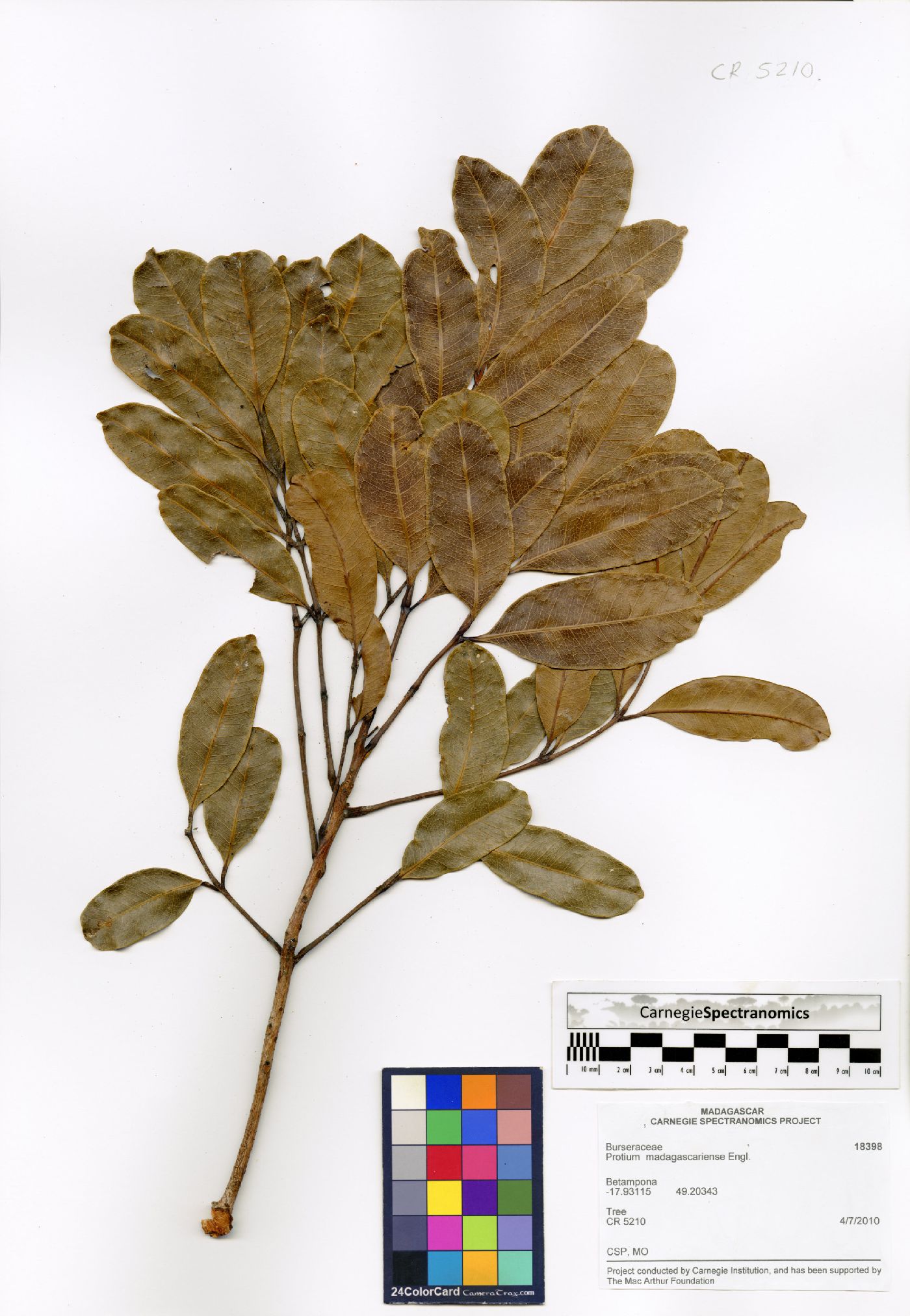 Protium madagascariense image