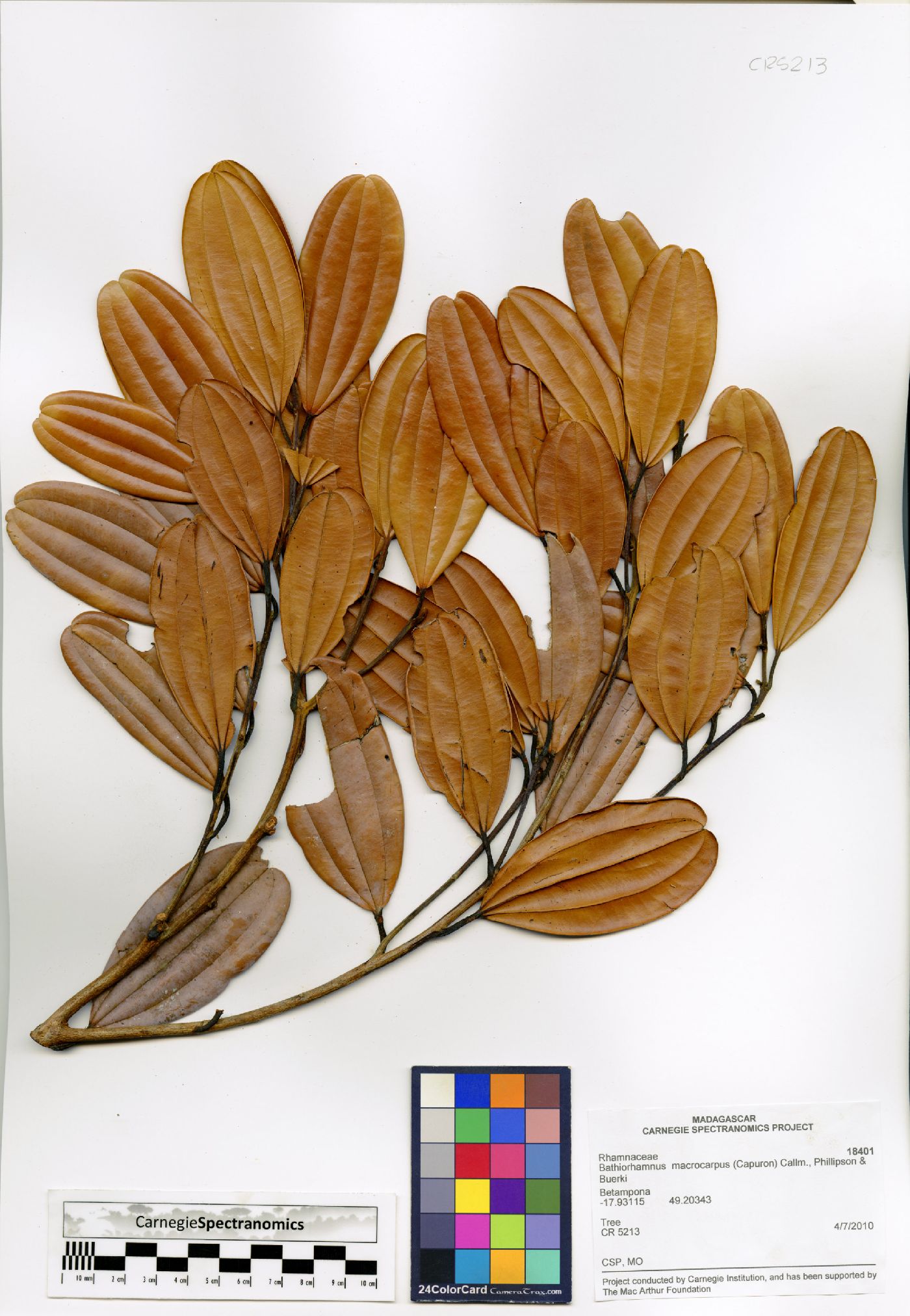 Bathiorhamnus macrocarpus image