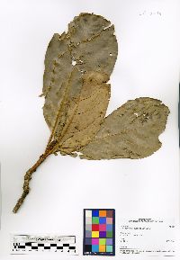 Clerodendrum aucubifolium image