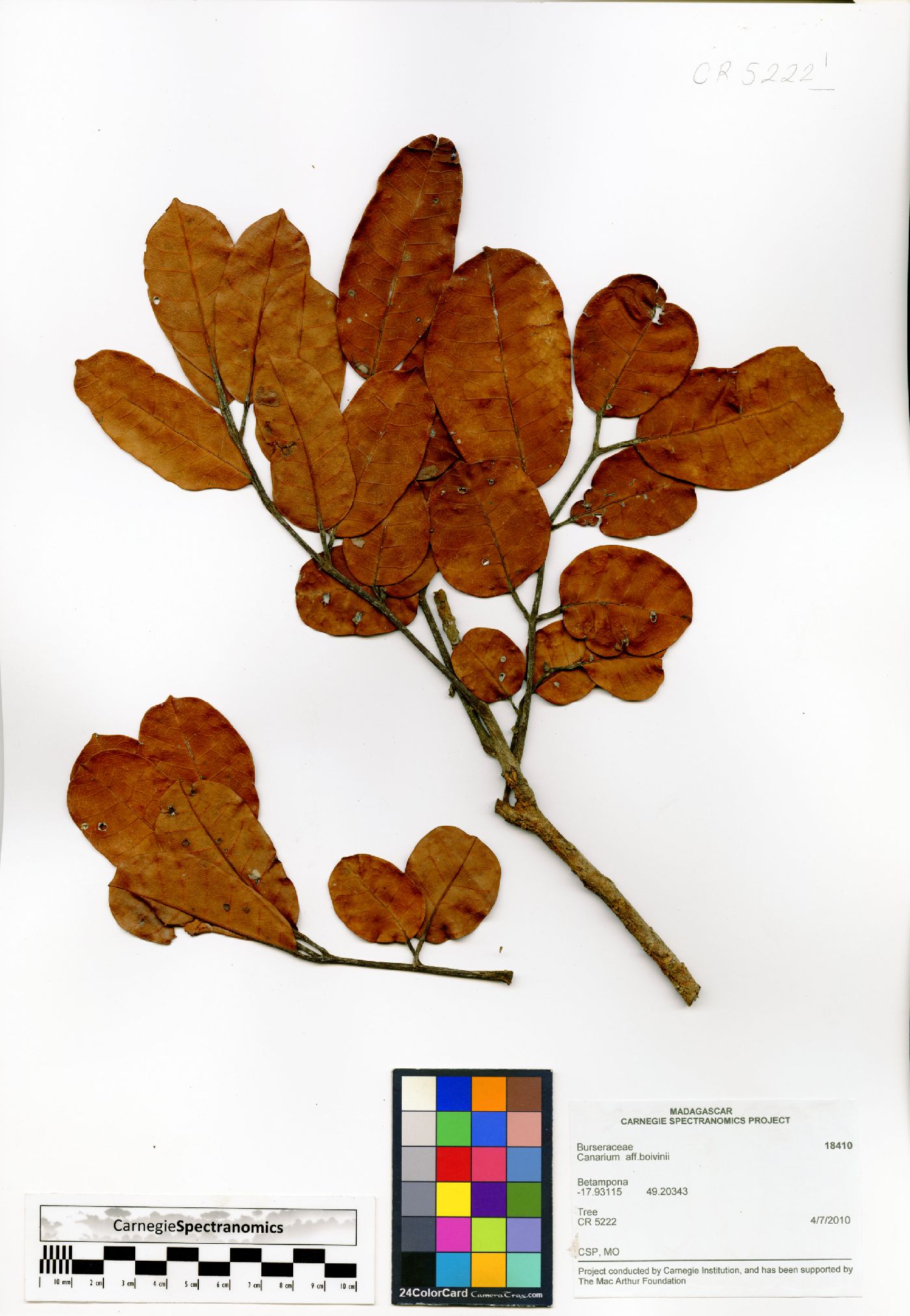 Canarium boivinii image