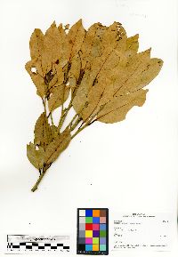 Mespilodaphne cymosa image