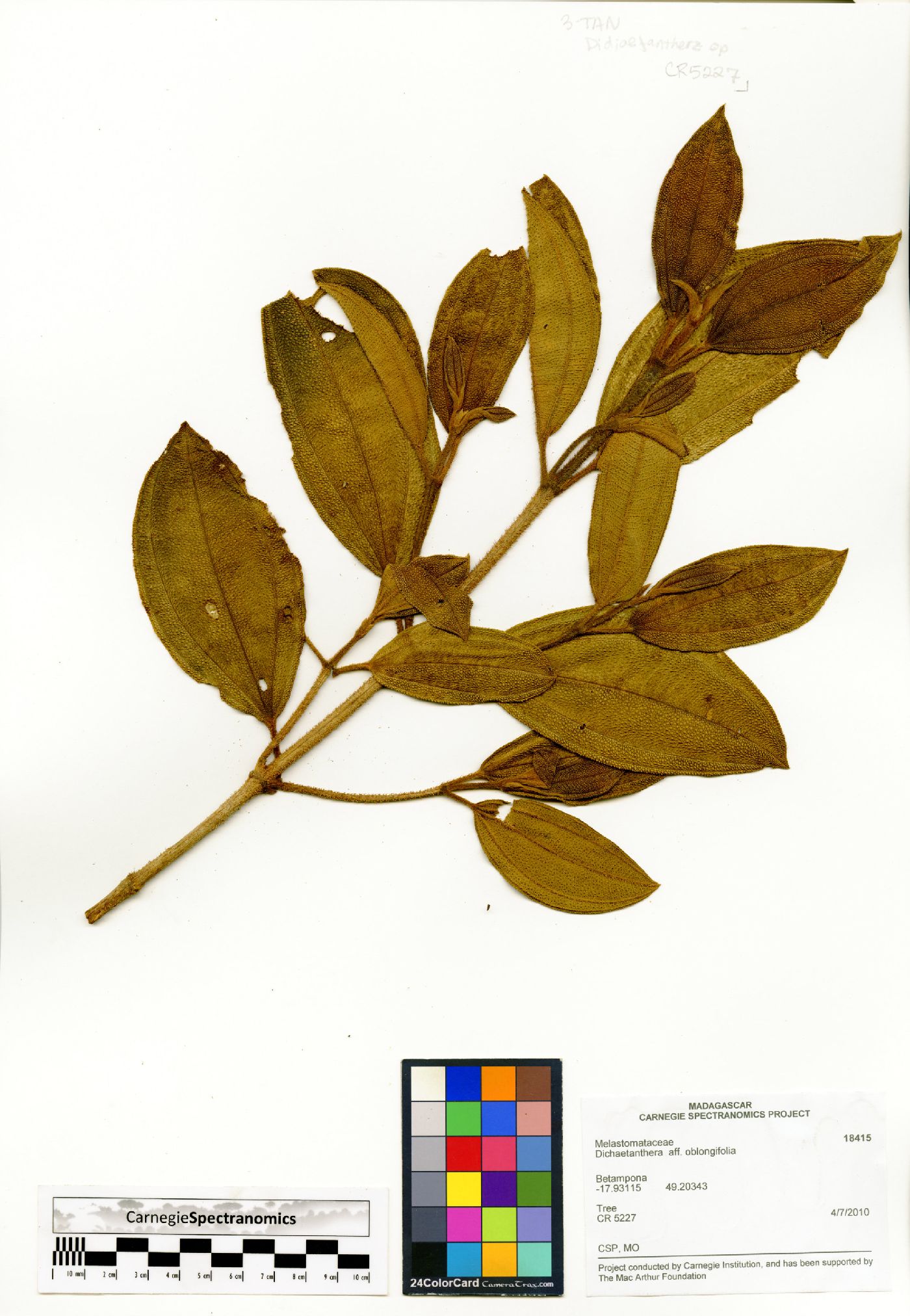 Dichaetanthera oblongifolia image