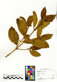 Dichaetanthera oblongifolia image