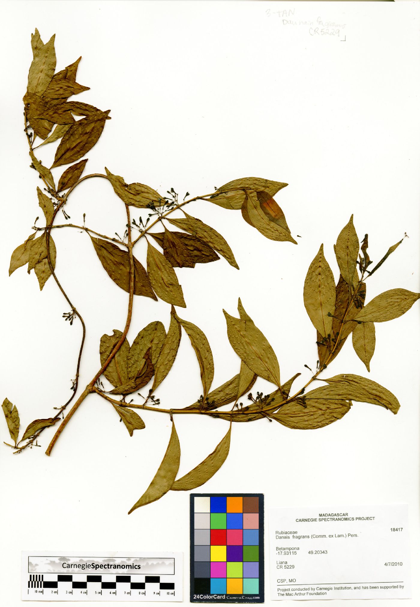 Danais fragrans image