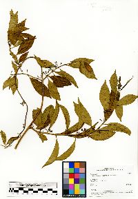 Danais fragrans image