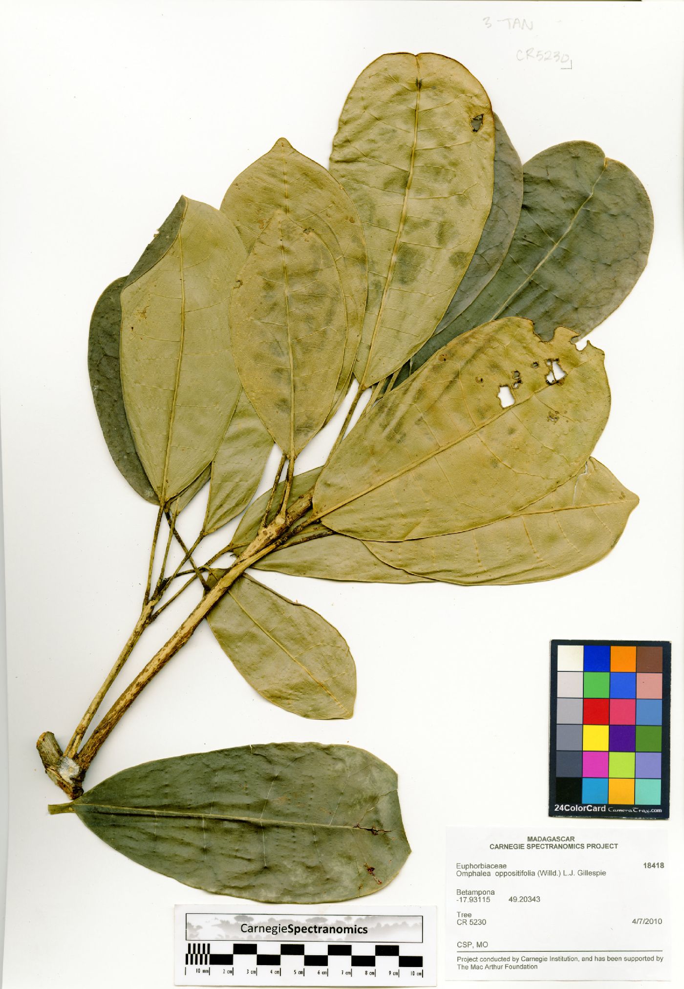 Omphalea oppositifolia image