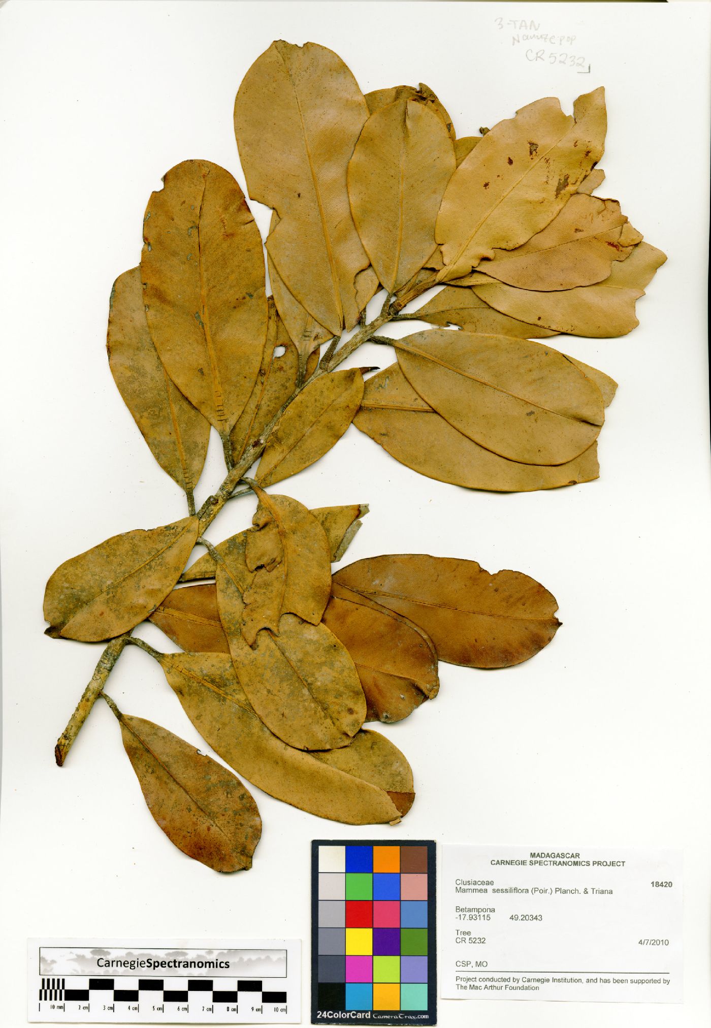 Mammea sessiliflora image