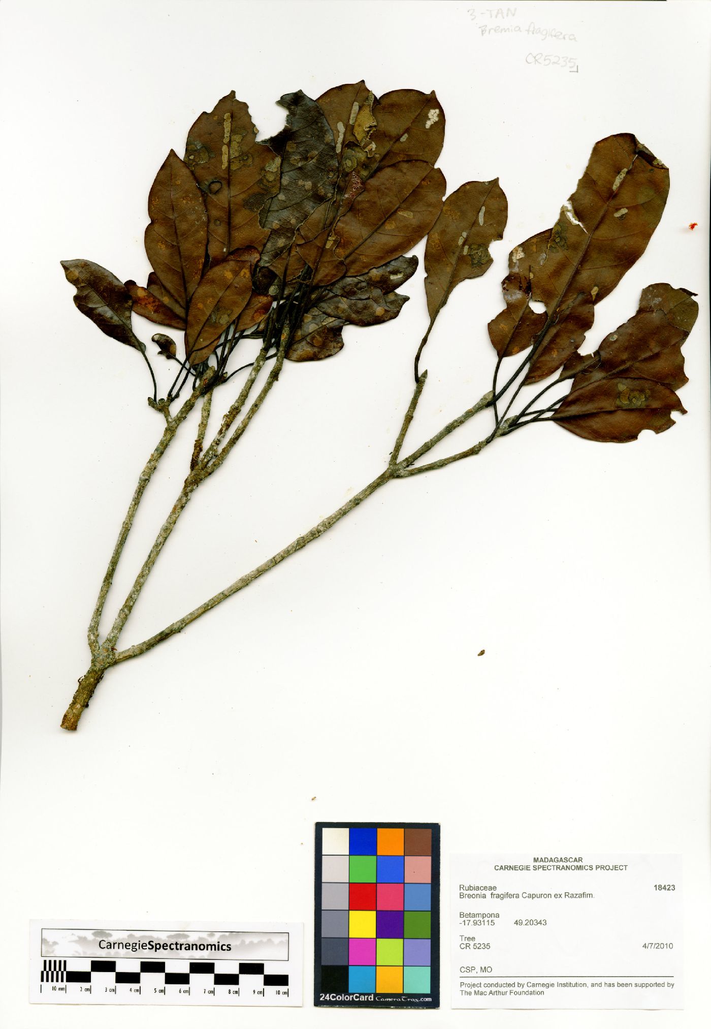 Breonia fragifera image