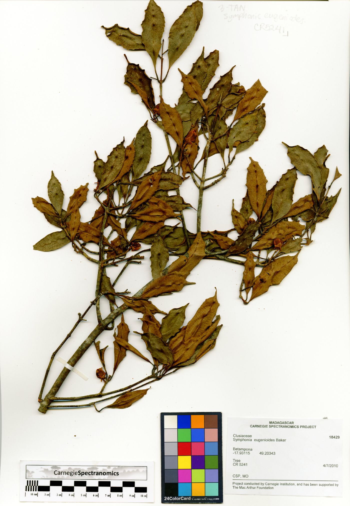 Symphonia eugenioides image