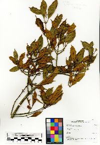 Image of Symphonia eugenioides