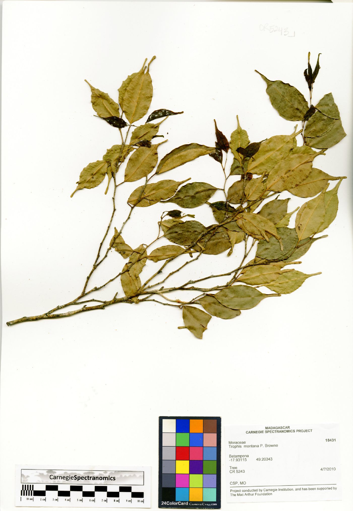 Maillardia montana image