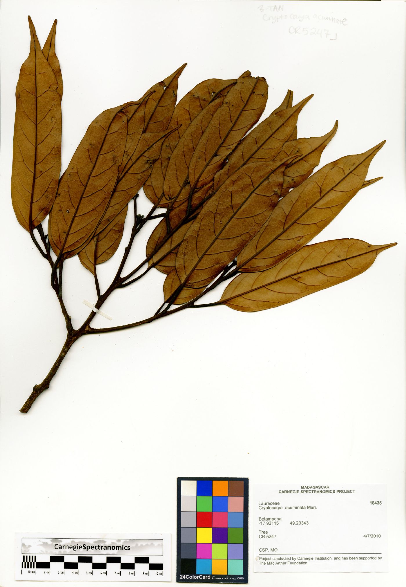 Cryptocarya acuminata image