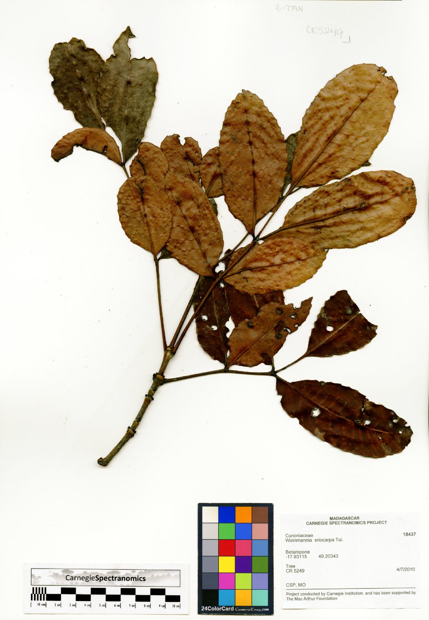 Pterophylla eriocarpa image