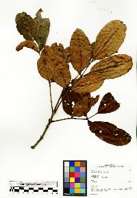 Image of Pterophylla eriocarpa