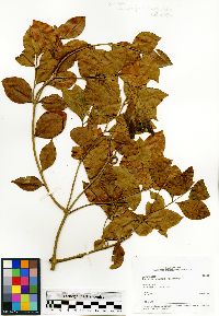 Landolphia myrtifolia image