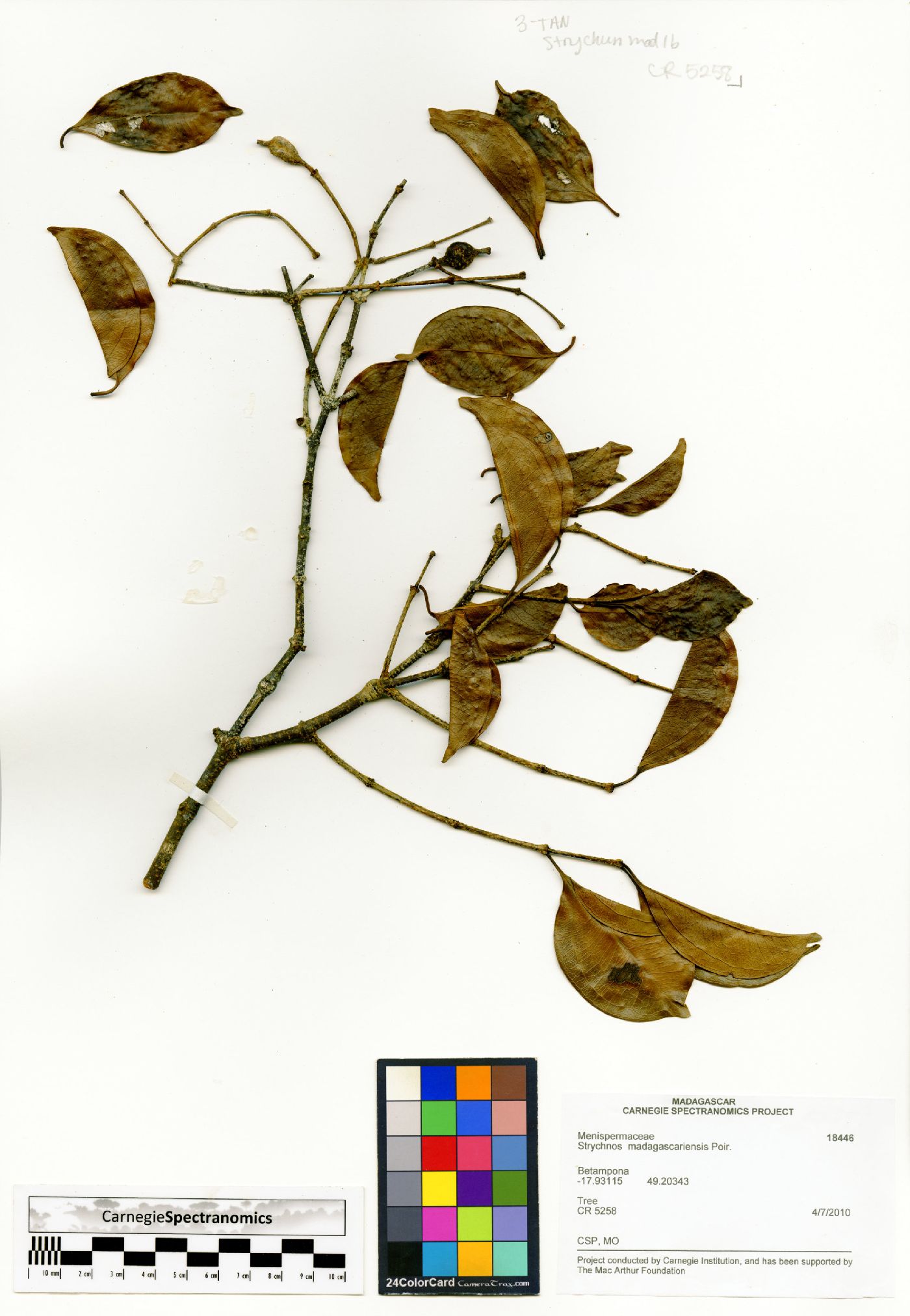 Strychnos madagascariensis image