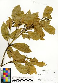 Mespilodaphne cymosa image