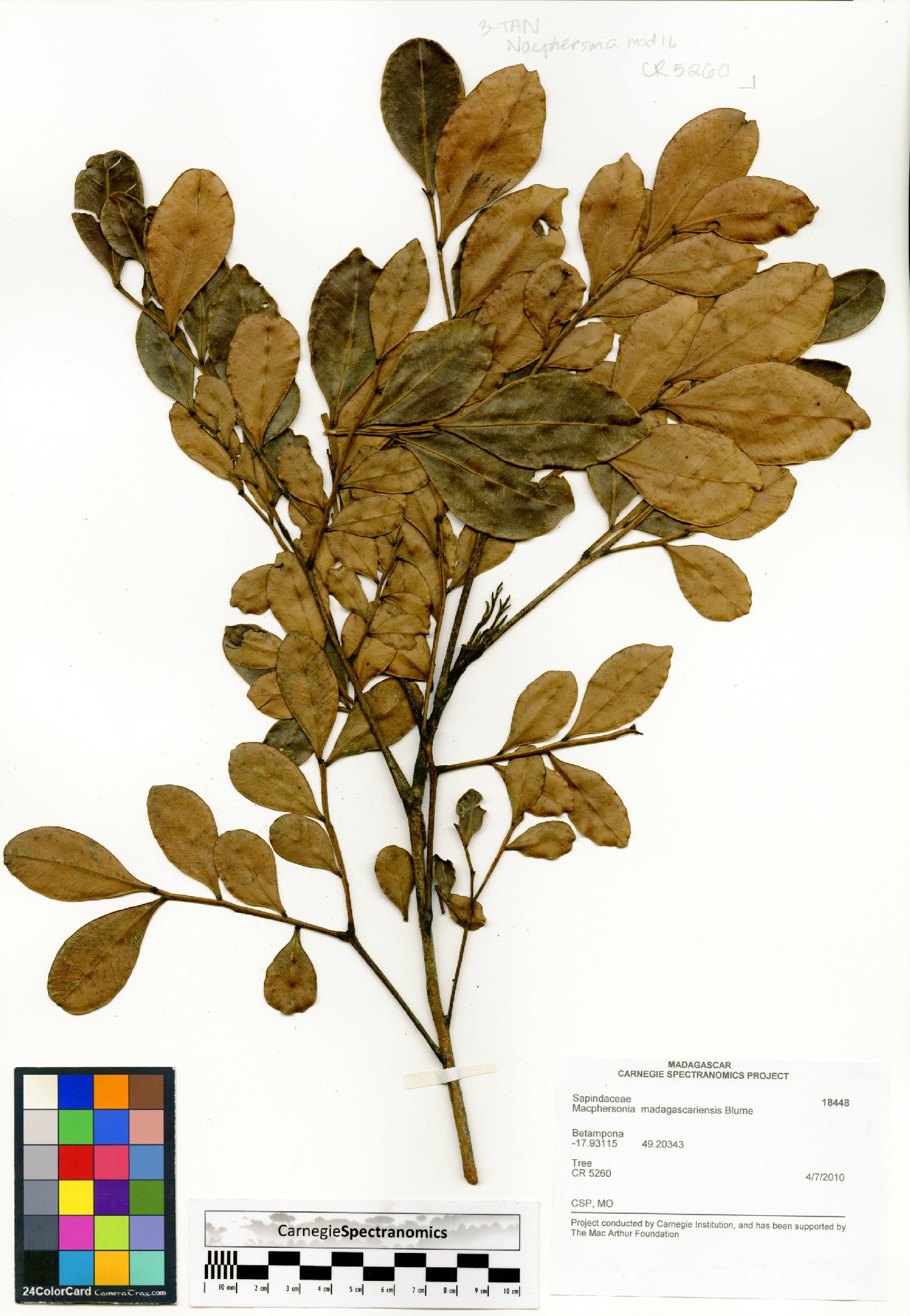 Macphersonia madagascariensis image