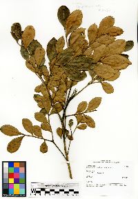 Media resource of Macphersonia madagascariensis
