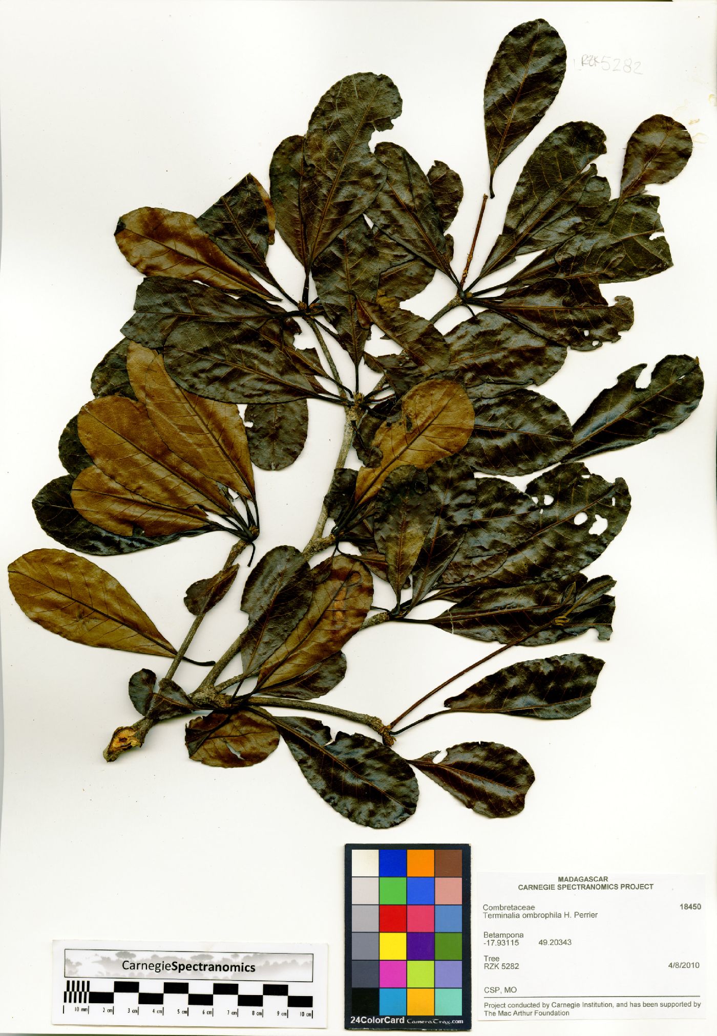 Terminalia ombrophila image
