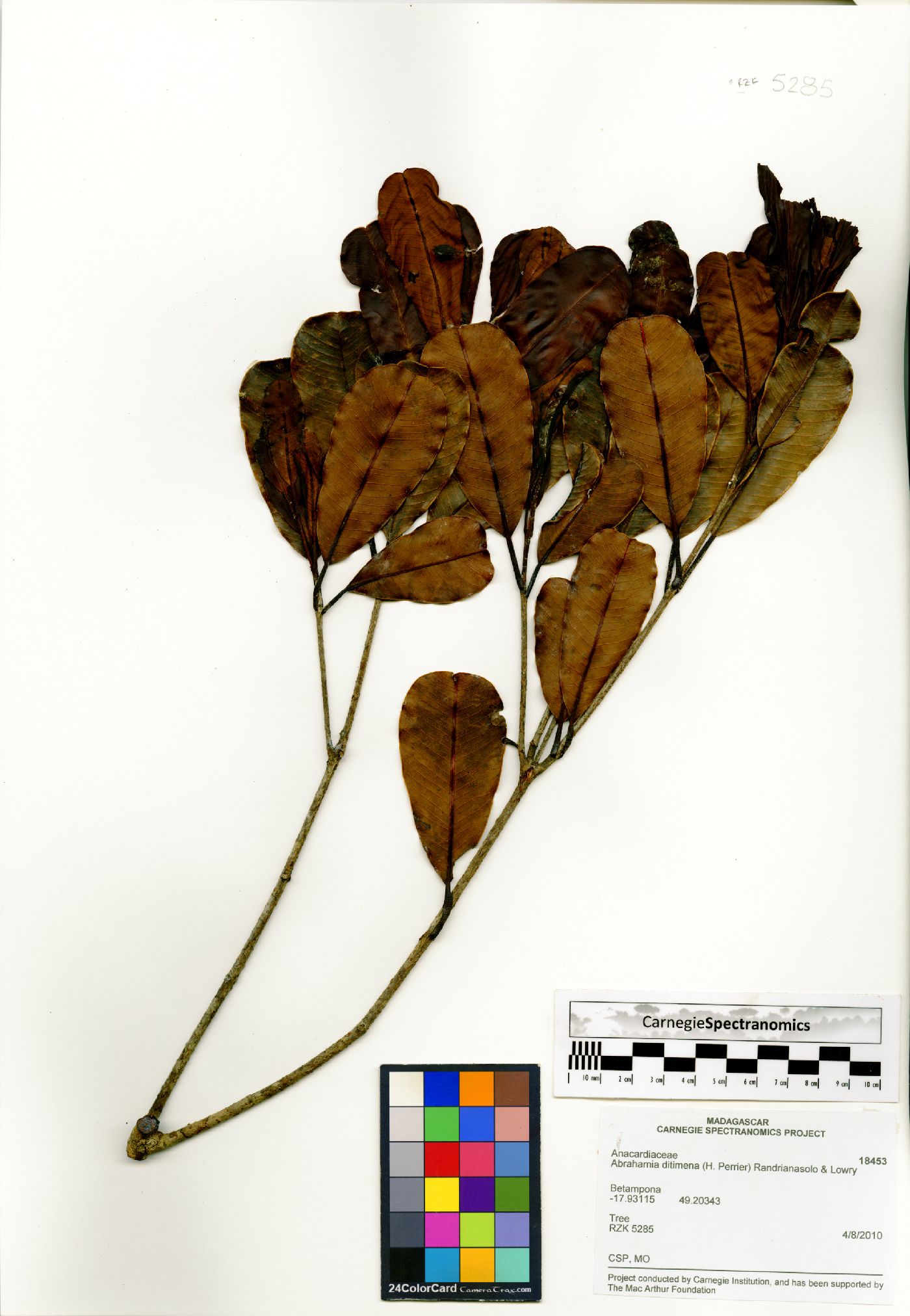 Abrahamia image