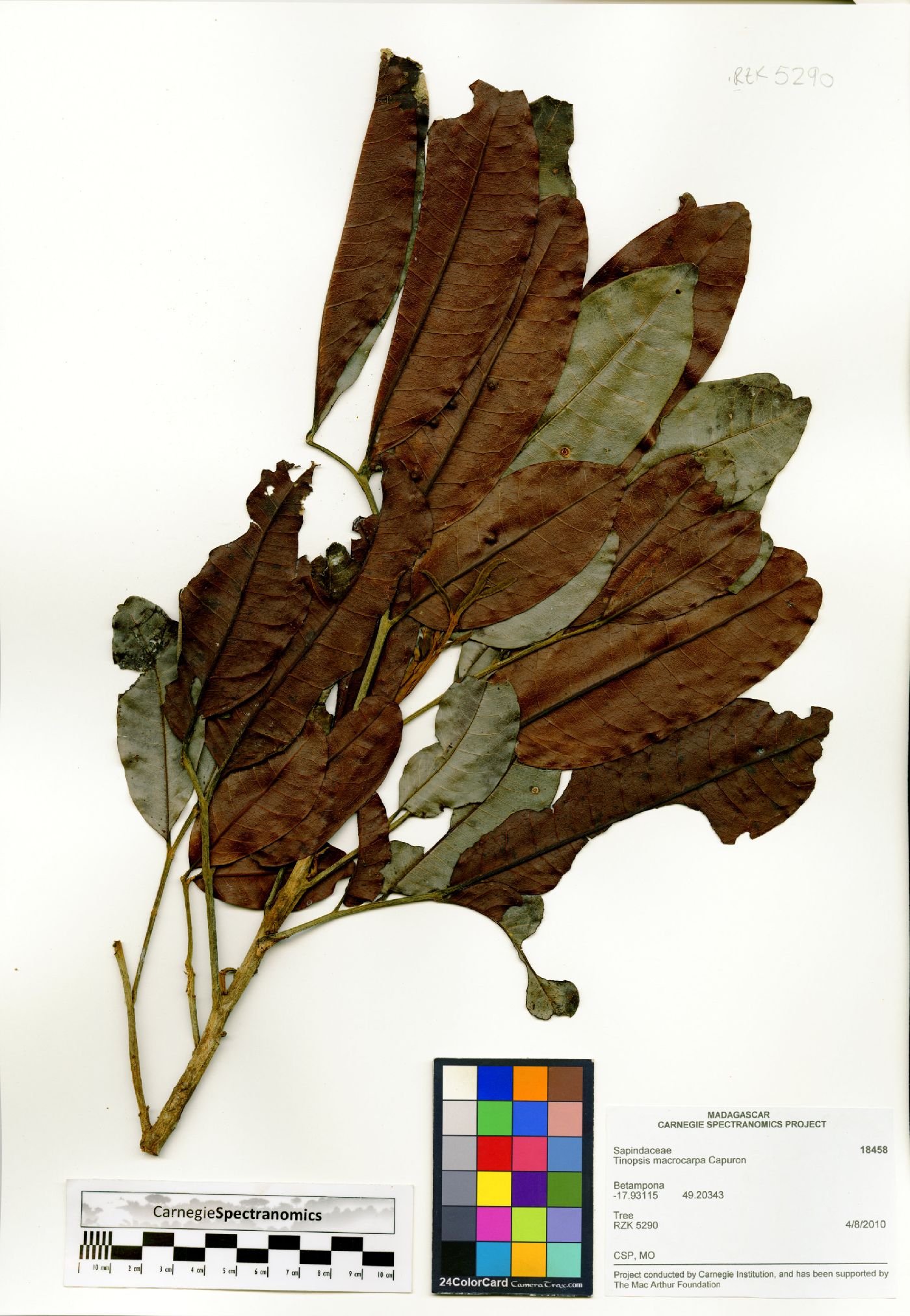 Tina macrocarpa image