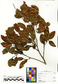 Image Associated With the Occurence