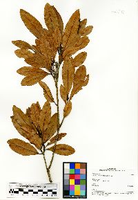 Gomphia obtusifolia image